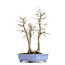 Acer palmatum, 53,5 cm, ± 30 años, con un nebar de 20 cm