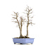 Acer palmatum, 53,5 cm, ± 30 jaar oud, met een nevel van 20 cm