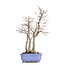 Acer palmatum, 53,5 cm, ± 30 años, con un nebar de 20 cm