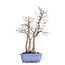 Acer palmatum, 53,5 cm, ± 30 years old, with a nebar of 20 cm