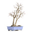 Acer palmatum, 53,5 cm, ± 30 años, con un nebar de 20 cm