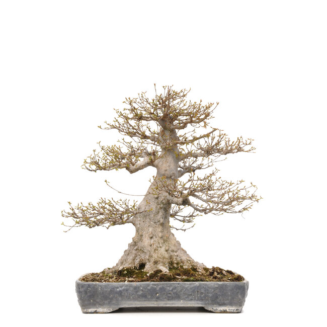 Acer buergerianum, 56,5 cm, ± 40 jaar oud, met een nebari van 36 cm