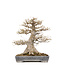 Acer buergerianum, 56,5 cm, ± 40 ans, avec un nébari de 36 cm