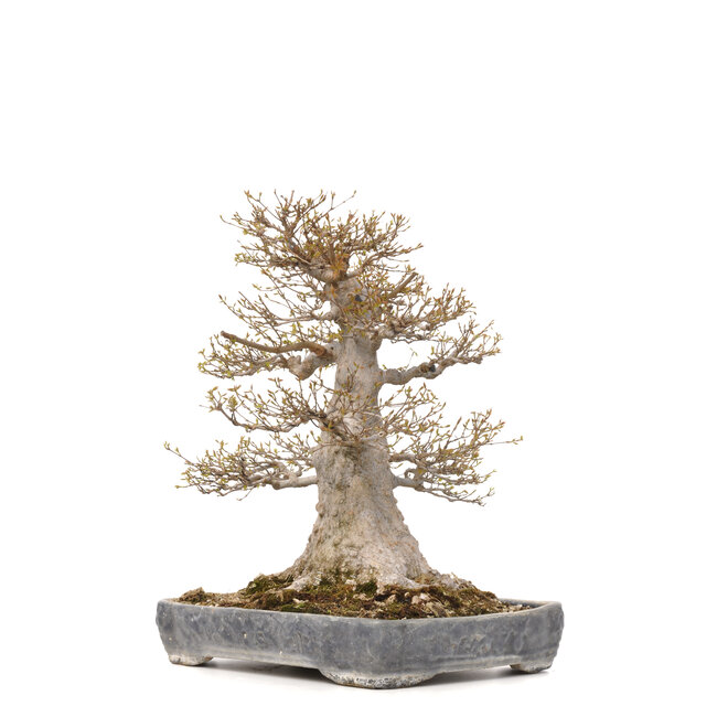 Acer buergerianum, 56,5 cm, ± 40 years old, with a nebari of 36 cm