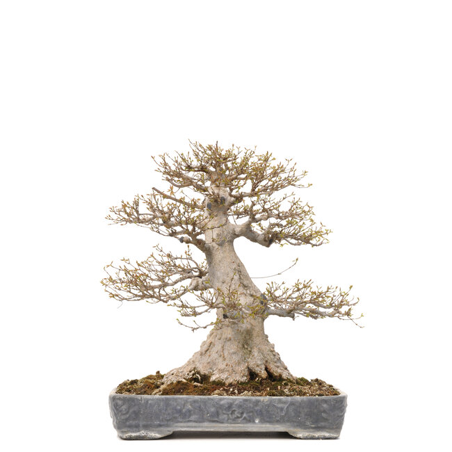 Acer buergerianum, 56,5 cm, ± 40 Jahre alt, mit einem Nebari von 36 cm