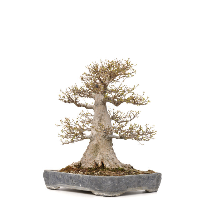 Acer buergerianum, 56,5 cm, ± 40 years old, with a nebari of 36 cm