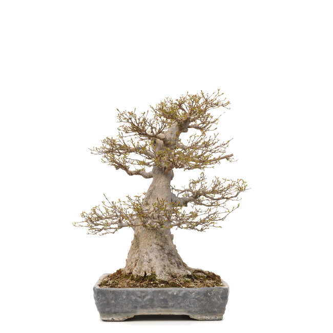 Acer buergerianum, 56,5 cm, ± 40 years old, with a nebari of 36 cm