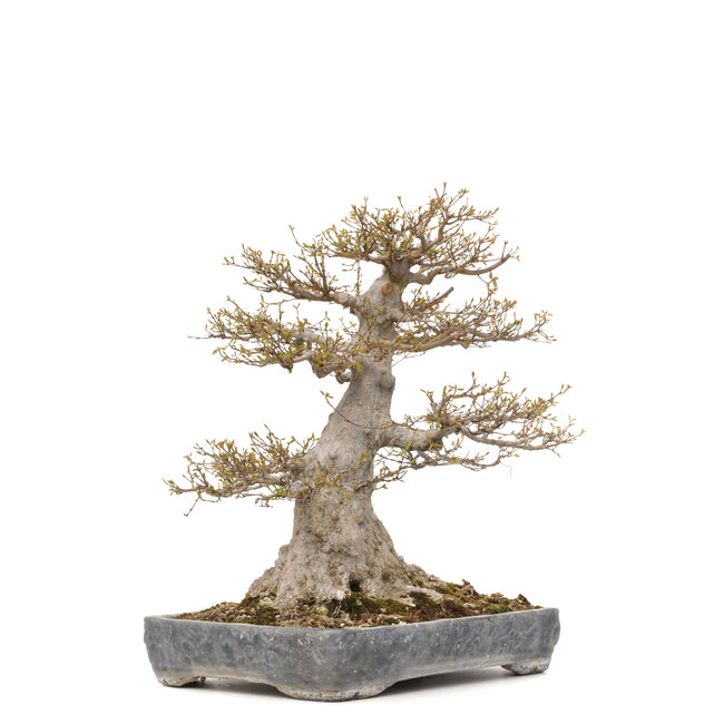 Acer buergerianum, 56,5 cm, ± 40 Jahre alt, mit einem Nebari von 36 cm