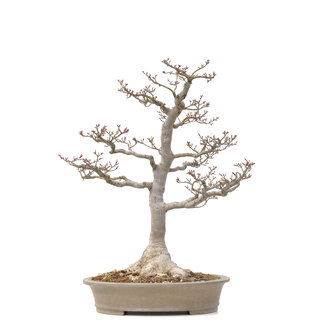 Acer palmatum Shishi-gashira, 59 cm, ± 40 anni