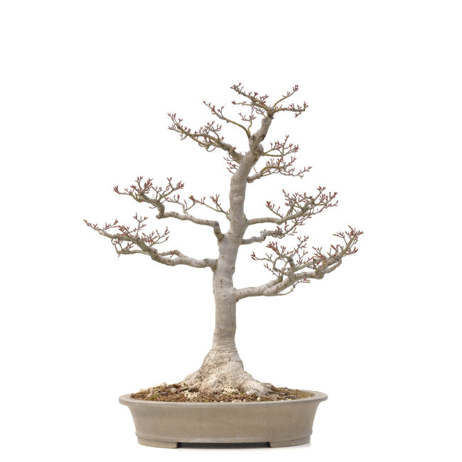 Acer palmatum Shishi-gashira, 59 cm, ± 40 jaar oud, met een nebari van 14 cm