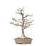 Acer palmatum Shishi-gashira, 59 cm, ± 40 anni, con un nebari di 14 cm