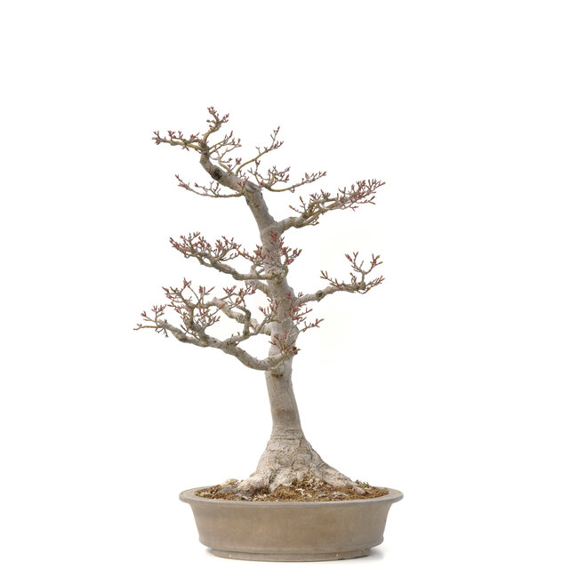 Acer palmatum Shishi-gashira, 59 cm, ± 40 ans, avec un nébari de 14 cm