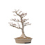 Acer palmatum Shishi-gashira, 59 cm, ± 40 anni, con un nebari di 14 cm