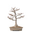 Acer palmatum Shishi-gashira, 59 cm, ± 40 años, con un nebari de 14 cm