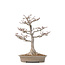Acer palmatum Shishi-gashira, 59 cm, ± 40 years old, with a nebari of 14 cm