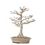 Acer palmatum Shishi-gashira, 59 cm, ± 40 anni, con un nebari di 14 cm