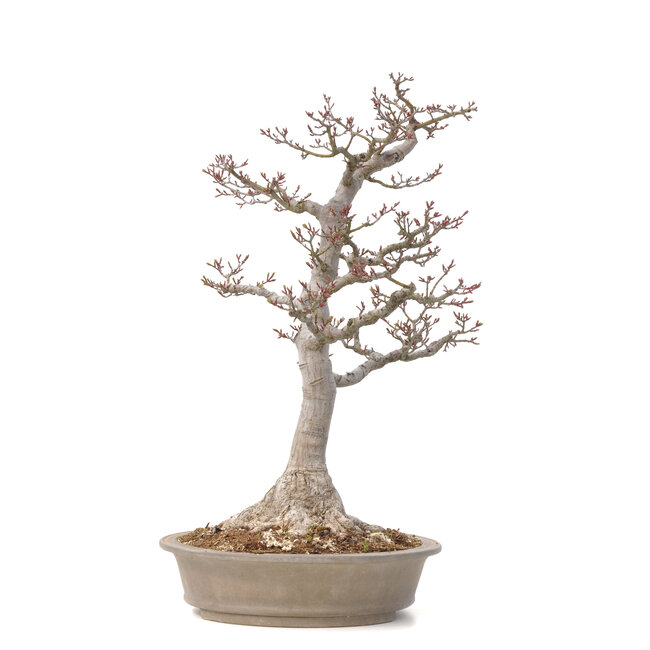 Acer palmatum Shishi-gashira, 59 cm, ± 40 ans, avec un nébari de 14 cm