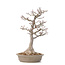 Acer palmatum Shishi-gashira, 59 cm, ± 40 anni, con un nebari di 14 cm