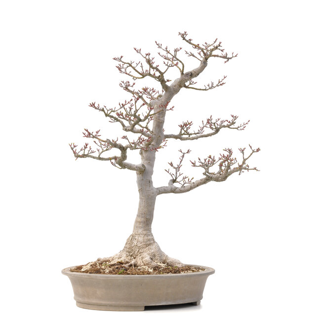 Acer palmatum Shishi-gashira, 59 cm, ± 40 Jahre alt, mit einem Nebari von 14 cm
