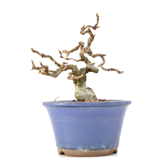 Carpinus coreana Yamadori, 12,5 cm, ± 35 jaar oud