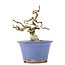 Carpinus coreana Yamadori, 12,5 cm, ± 35 jaar oud