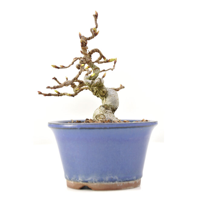 Carpinus coreana Yamadori, 12,5 cm, ± 35 anni