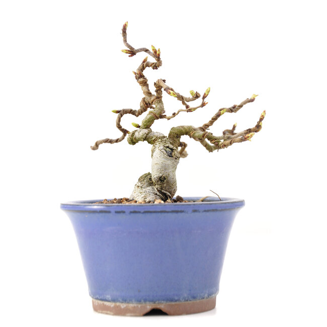 Carpinus coreana Yamadori, 12,5 cm, ± 35 Jahre alt