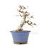 Carpinus coreana Yamadori, 16,5 cm, ± 35 jaar oud
