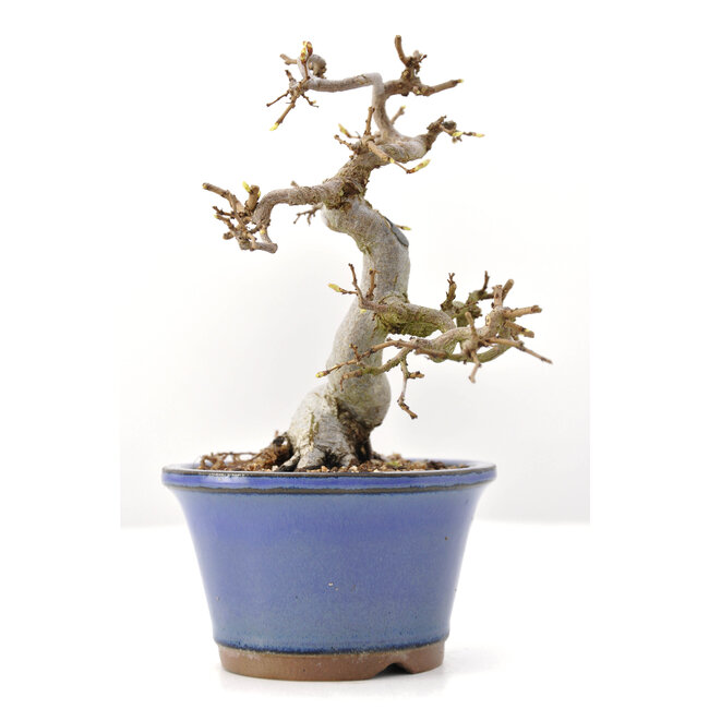 Carpinus coreana Yamadori, 16,5 cm, ± 35 years old