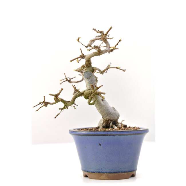 Carpinus coreana Yamadori, 16,5 cm, ± 35 years old