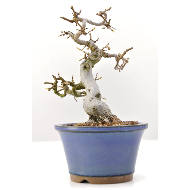 Carpinus coreana Yamadori, 16,5 cm, ± 35 ans