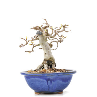 Carpinus coreana Yamadori, 14 cm, ± 35 jaar oud