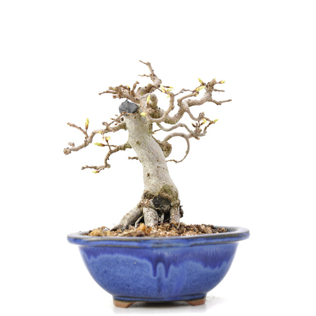 Carpinus coreana Yamadori, 14 cm, ± 35 jaar oud