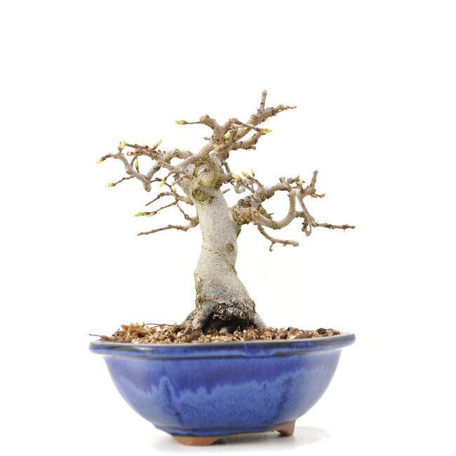 Carpinus coreana Yamadori, 14 cm, ± 35 Jahre alt