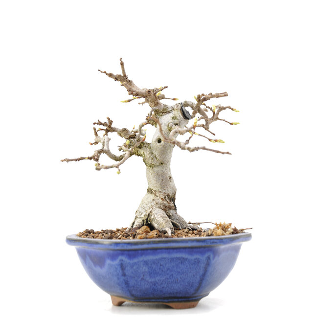 Carpinus coreana Yamadori, 14 cm, ± 35 anni