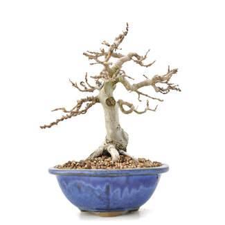 Carpinus coreana Yamadori, 17,5 cm, ± 35 jaar oud