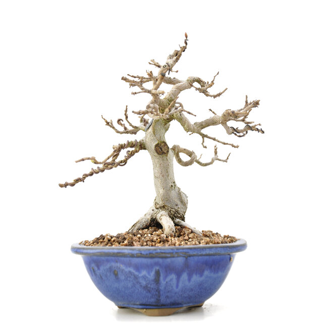 Carpinus coreana Yamadori, 17,5 cm, ± 35 jaar oud