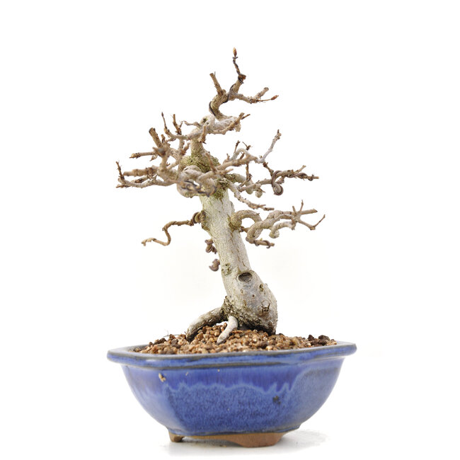 Carpinus coreana Yamadori, 17,5 cm, ± 35 ans