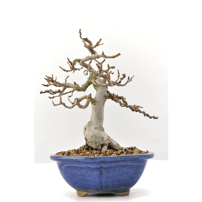 Carpinus coreana Yamadori, 17,5 cm, ± 35 years old