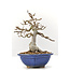 Carpinus coreana Yamadori, 17,5 cm, ± 35 jaar oud