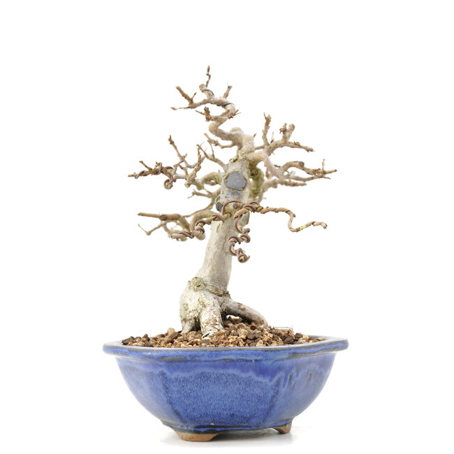 Carpinus coreana Yamadori, 17,5 cm, ± 35 años