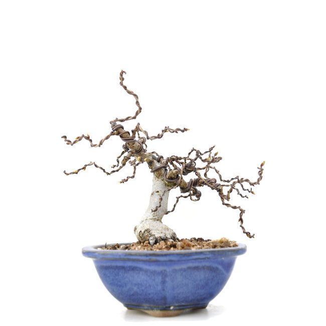 Carpinus coreana Yamadori, 16,5 cm, ± 35 jaar oud