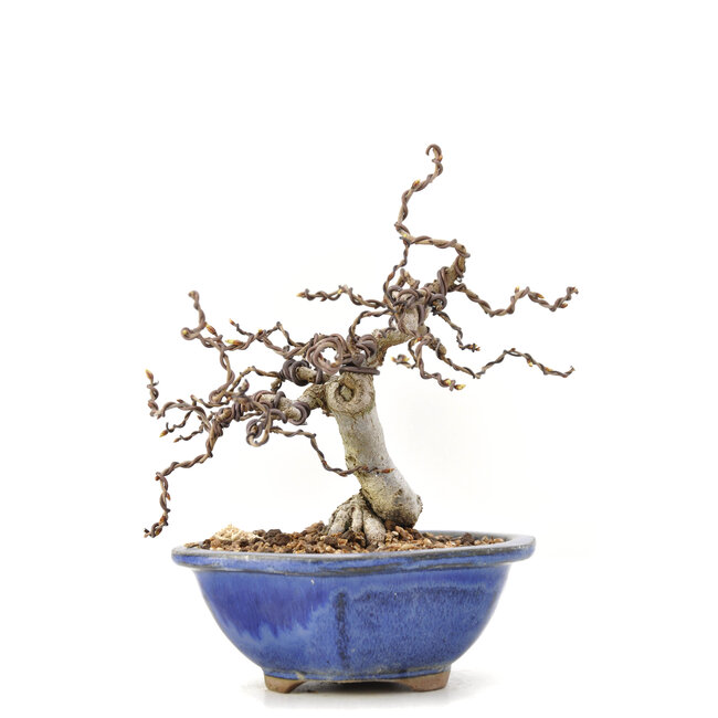 Carpinus coreana Yamadori, 16,5 cm, ± 35 ans