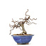 Carpinus coreana Yamadori, 16,5 cm, ± 35 jaar oud