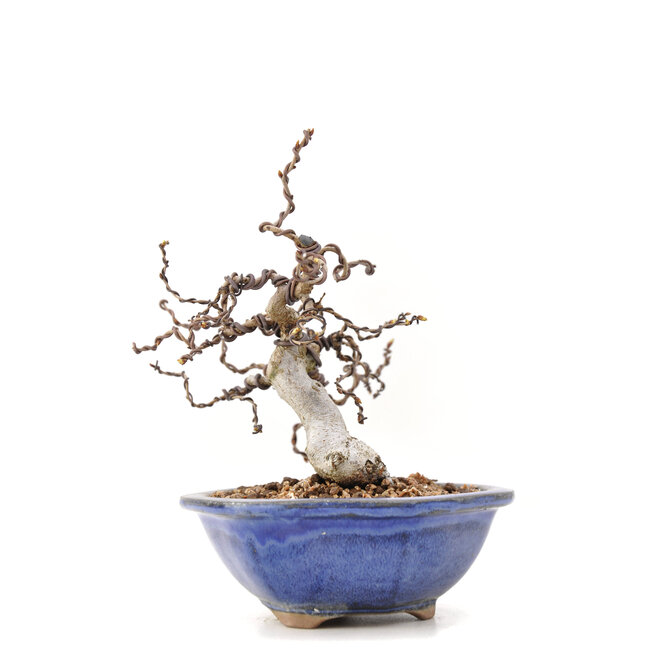 Carpinus coreana Yamadori, 16,5 cm, ± 35 ans