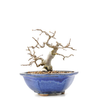 Carpinus coreana Yamadori, 11,5 cm, ± 35 jaar oud