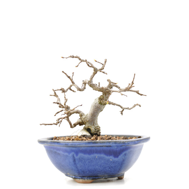 Carpinus coreana Yamadori, 11,5 cm, ± 35 jaar oud