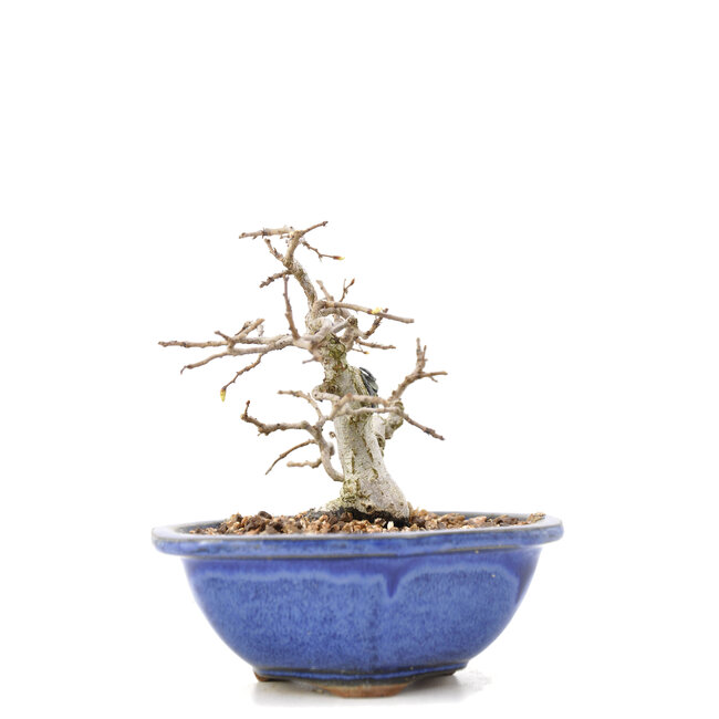 Carpinus coreana Yamadori, 11,5 cm, ± 35 años