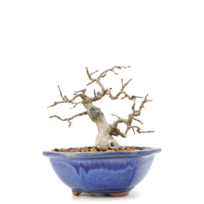 Carpinus coreana Yamadori, 11,5 cm, ± 35 Jahre alt