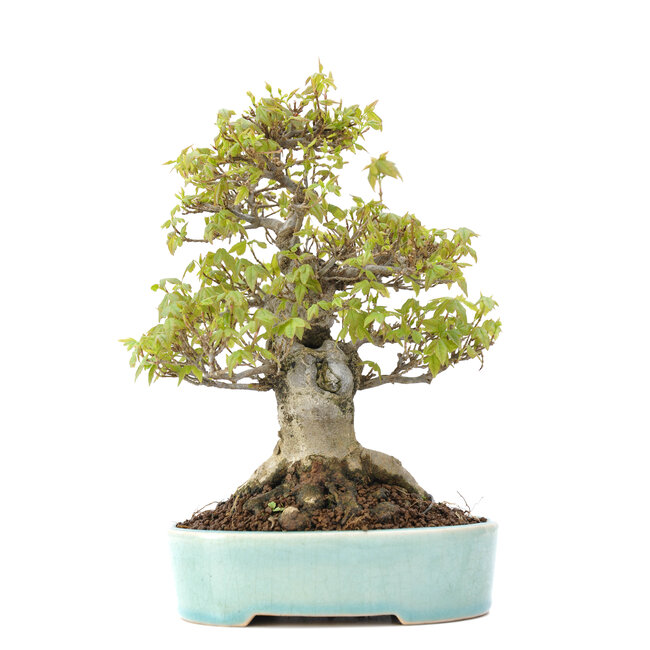 Acer buergerianum, 20,5 cm, ± 20 años, con un nebari de 10 cm